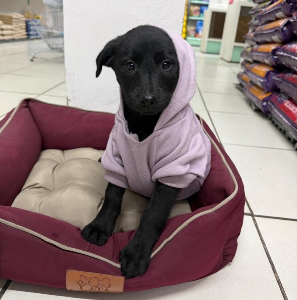 Pepita, cadela de porte médio para adoção em Torres - RS