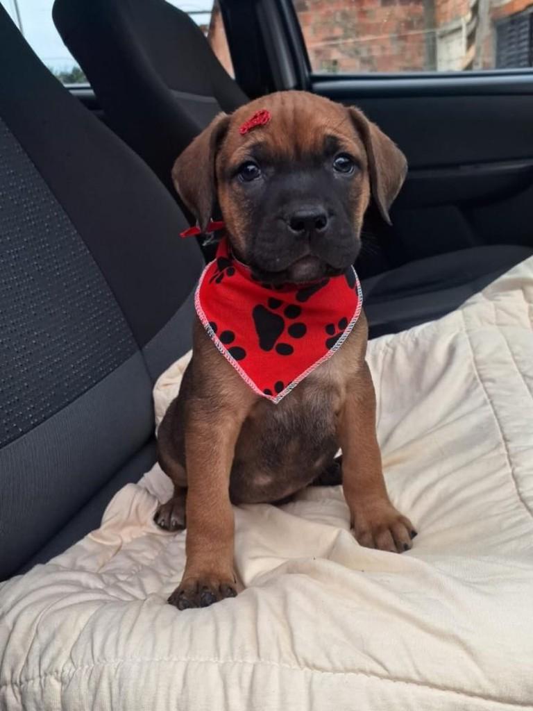 Joca, cachorro de porte médio para adoção em Torres - RS