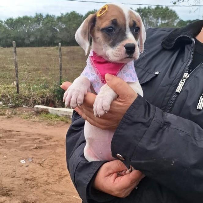 Pitusha, cachorro de porte médio para adoção em Torres - RS
