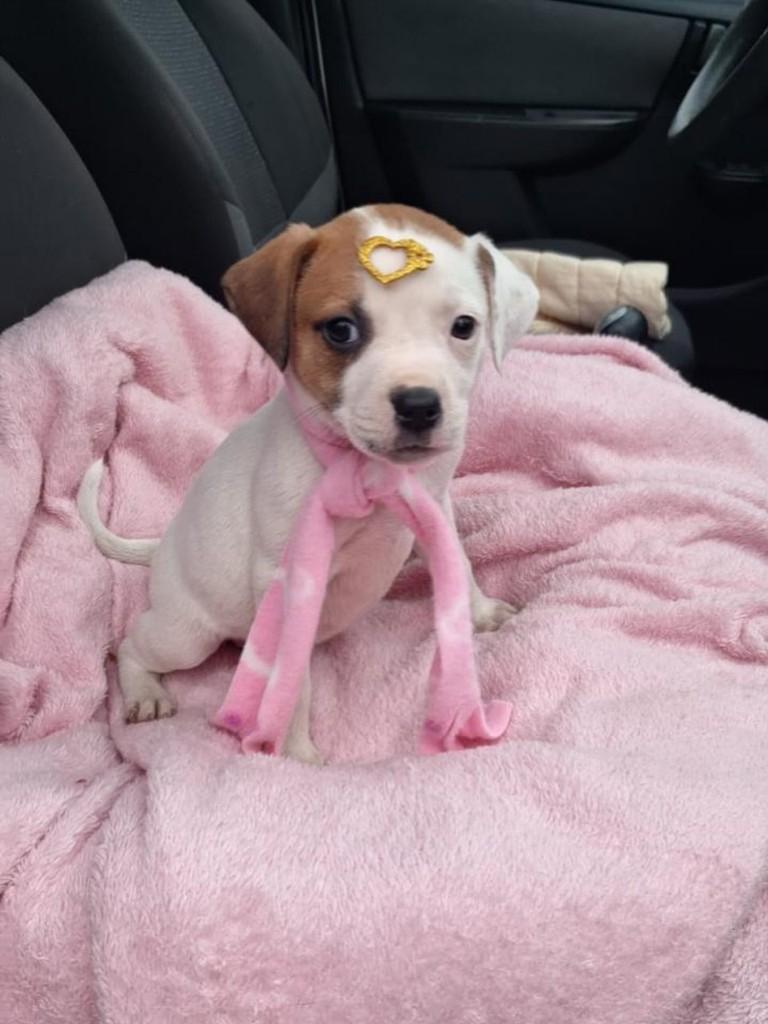 Pupy, cachorro de porte médio para adoção em Torres - RS
