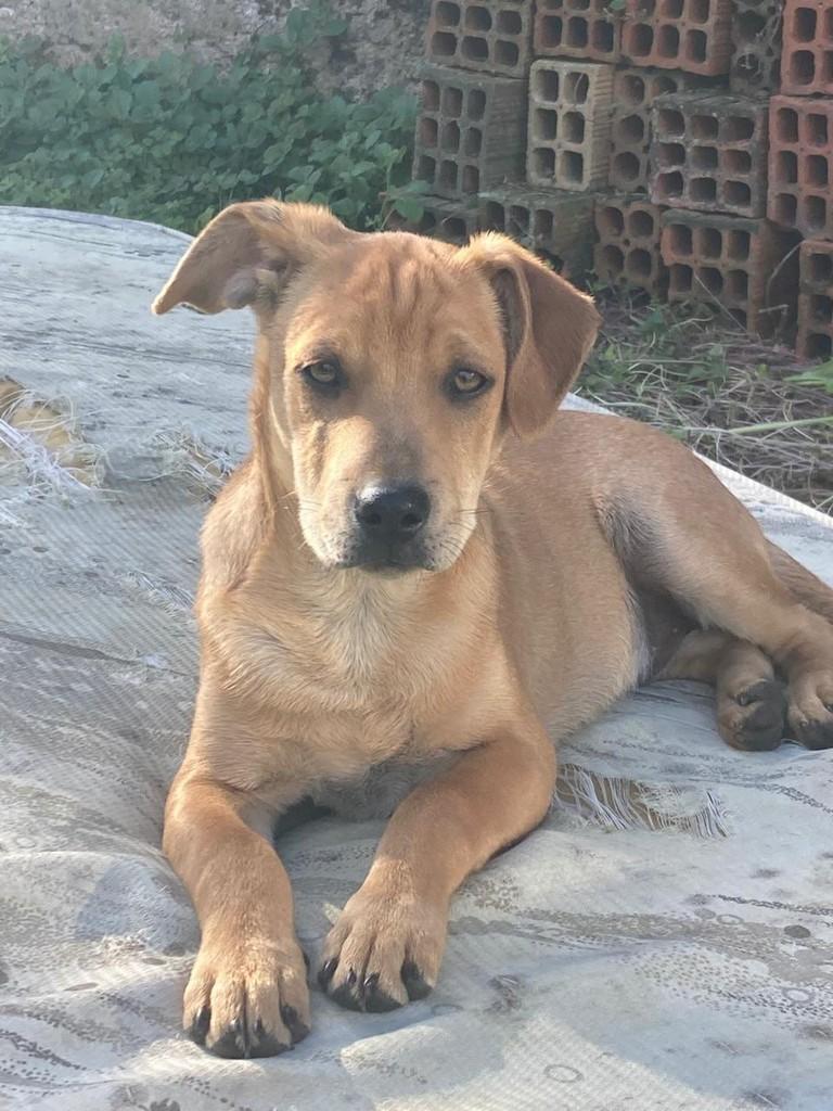 Pepeu, cachorro de porte médio para adoção em Torres - RS