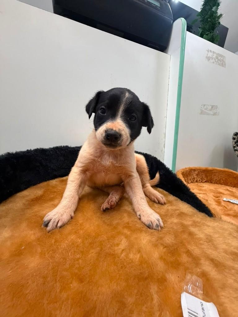 Principe, cachorro de porte médio para adoção em Torres - RS
