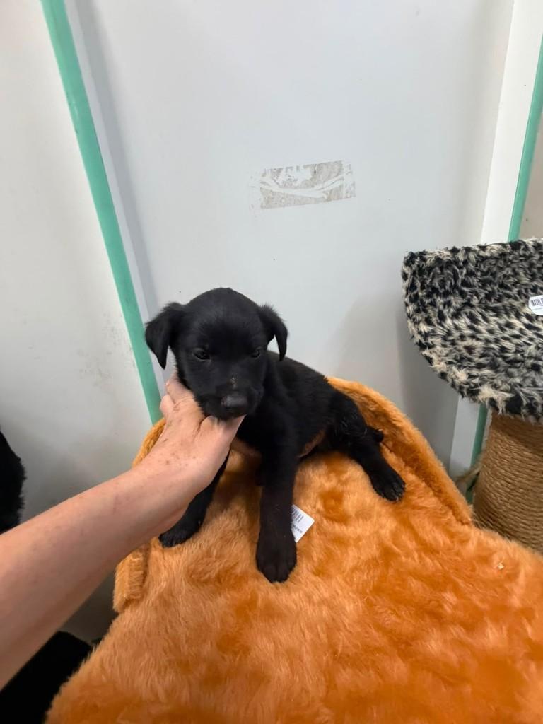 Black, cachorro de porte médio para adoção em Torres - RS