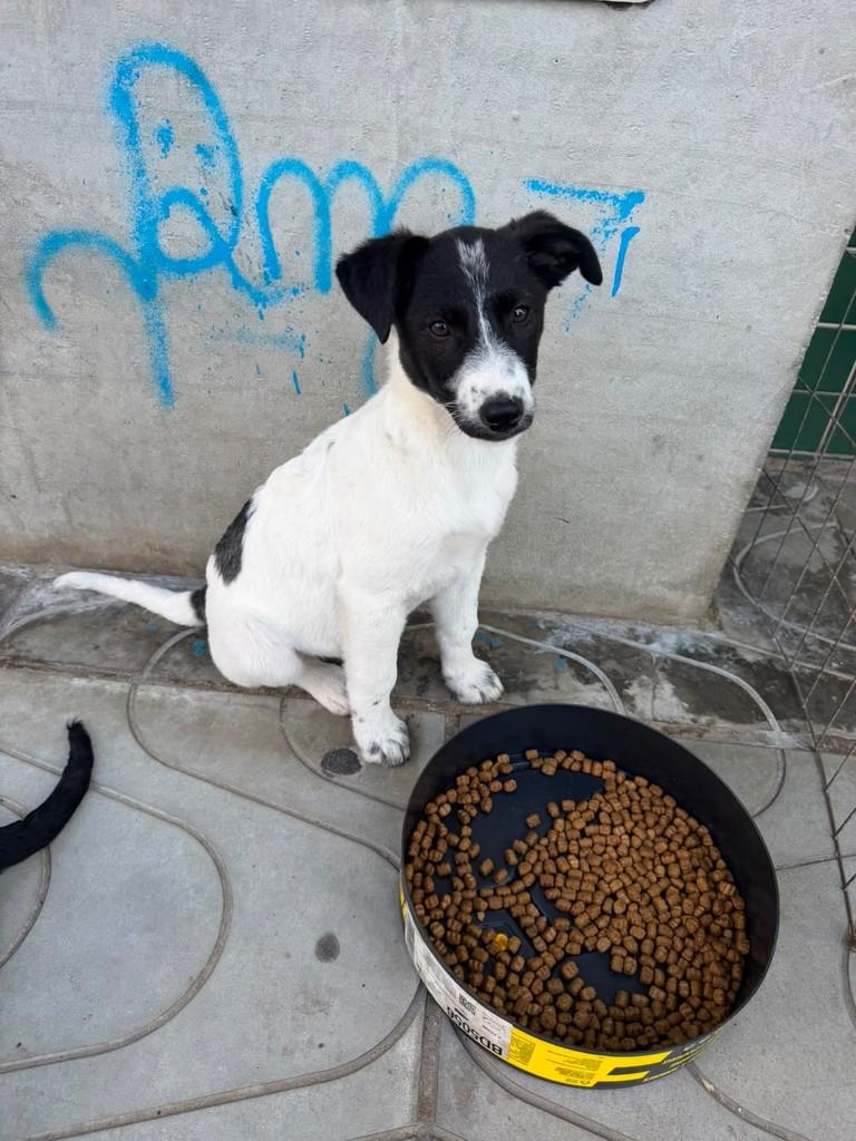 Nick, cachorro de porte médio para adoção em Torres - RS
