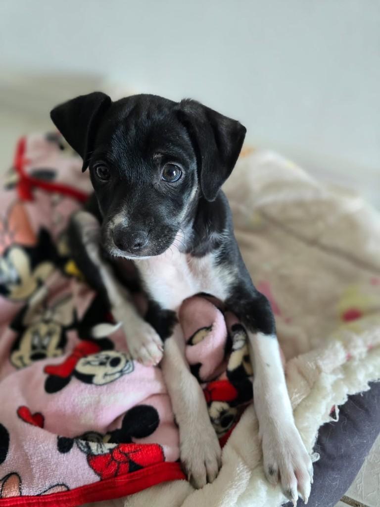 Toby, cachorro de porte médio para adoção em Torres - RS
