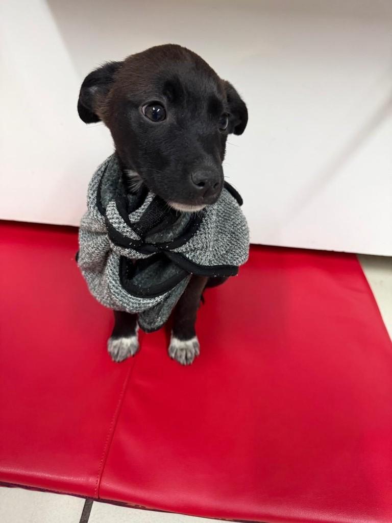 Bento, cadela de porte médio para adoção em Torres - RS