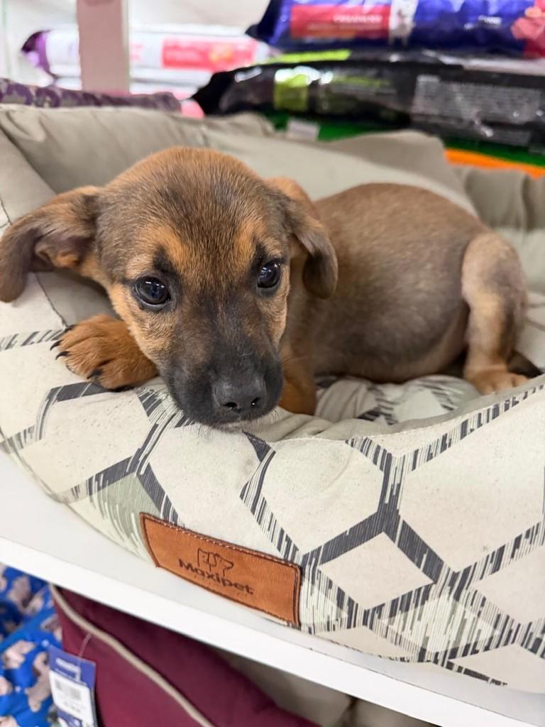Snoopy, cadela de porte médio para adoção em Torres - RS