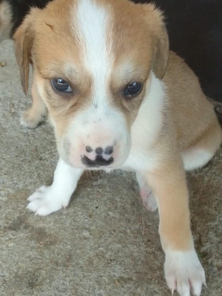 Guto, cachorro de porte médio para adoção em Torres - RS