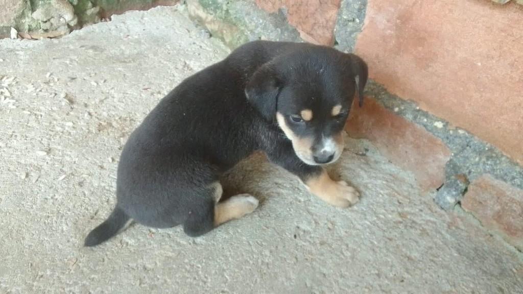 Penélope, cadela de porte médio para adoção em Torres - RS