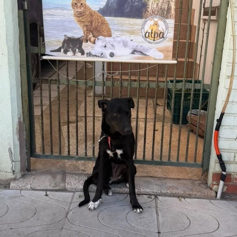 Preta, cadela de porte grande para adoção em Torres - RS