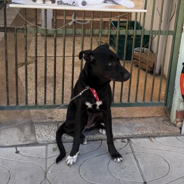 Preta, cadela de porte grande para adoção em Torres - RS — foto 2 de 3