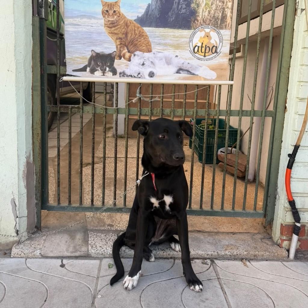 Preta, cadela de porte grande para adoção em Torres - RS — foto 3 de 3