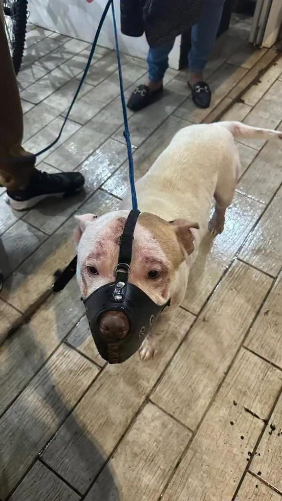 Tapioca, cachorro de porte médio para adoção em Canoas - RS