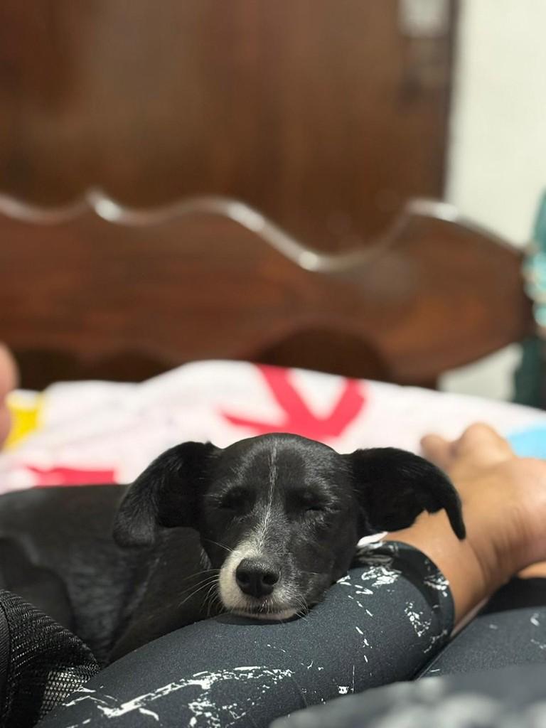 Bella, cachorro de porte pequeno para adoção em Mariana - MG