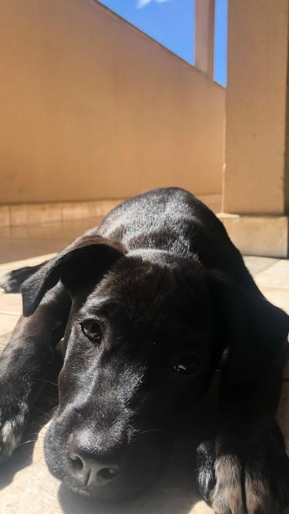 Pandora, cachorro de porte médio para adoção em Mariana - MG