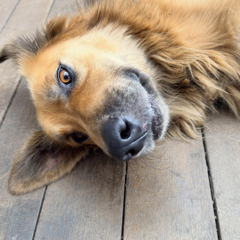 Amigão, cachorro de porte pequeno para adoção em Mariana - MG