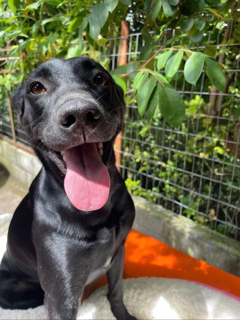 Lolla, cadela de porte médio para adoção em Mariana - MG