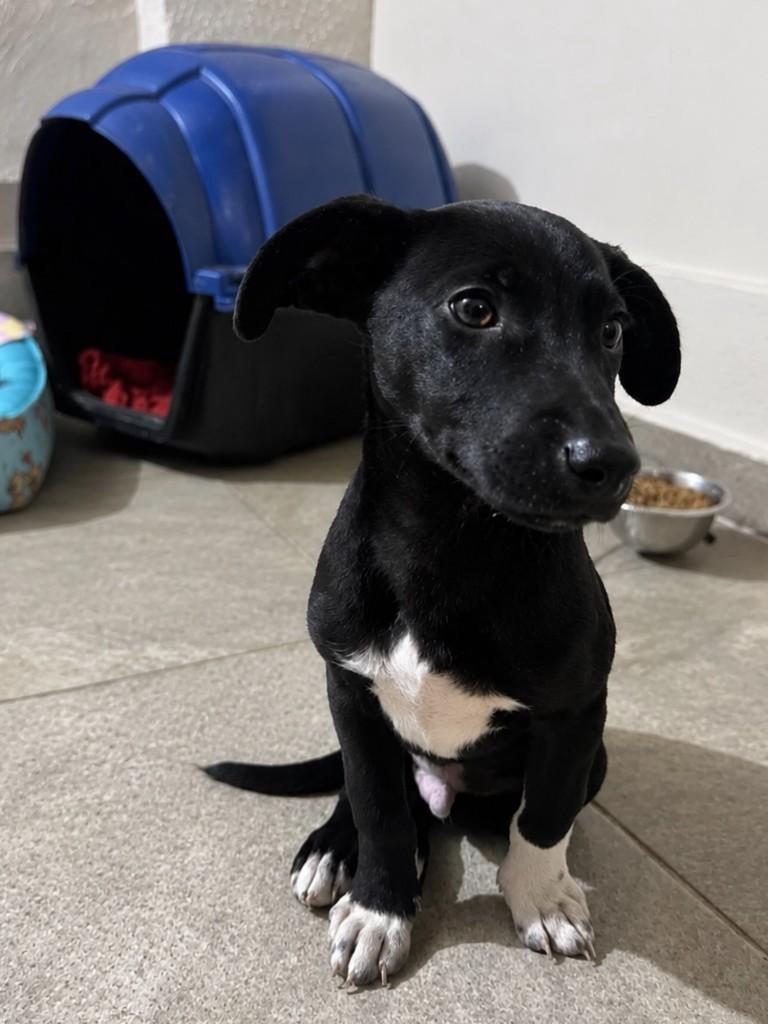 Vini Jr, cachorro de porte pequeno para adoção em Mariana - MG