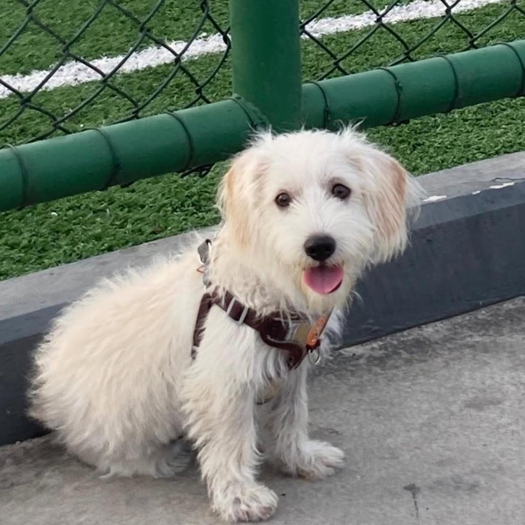Aslã, cachorro de porte pequeno para adoção em Vila Velha - ES