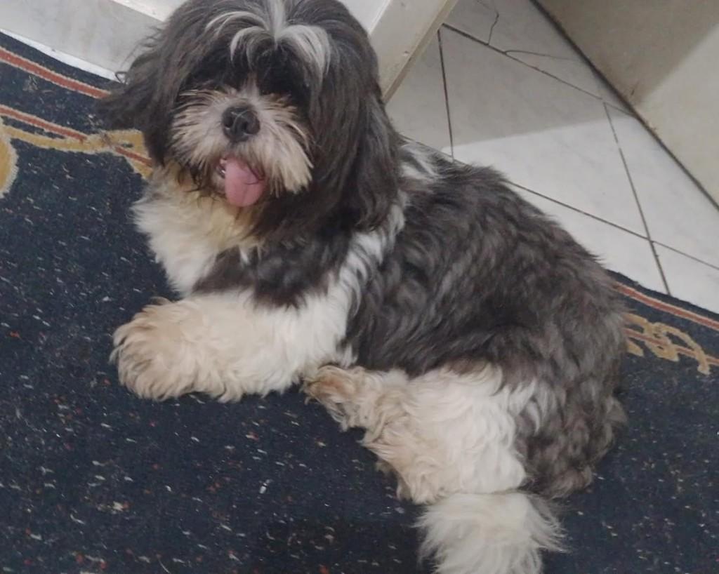 Fred, cachorro de porte pequeno para adoção em Vila Velha - ES