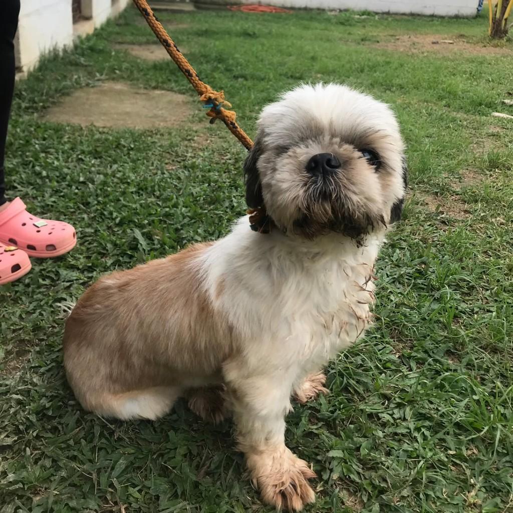 Theo, cachorro de porte pequeno para adoção em Vila Velha - ES