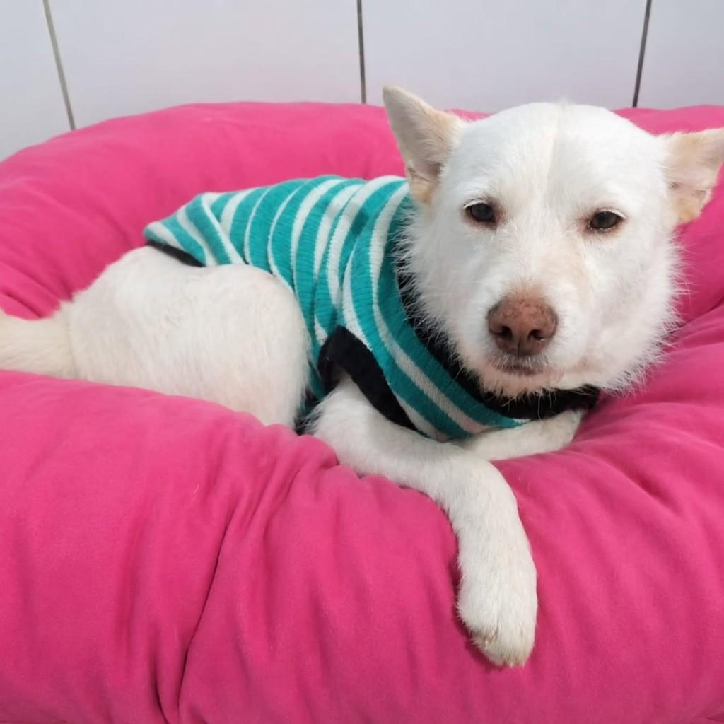 Branquinha, cadela de porte pequeno para adoção em Vila Velha - ES