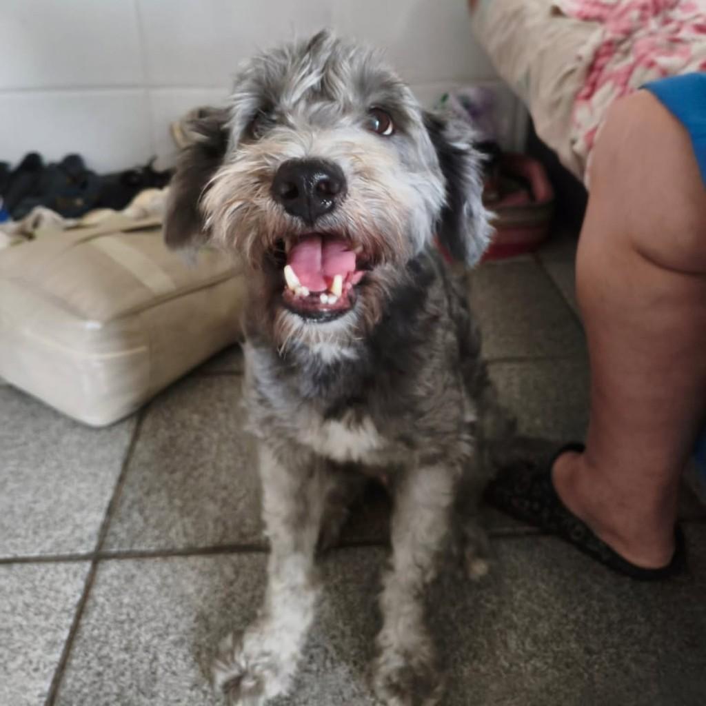 Marcelinho, cachorro de porte médio para adoção em Vila Velha - ES