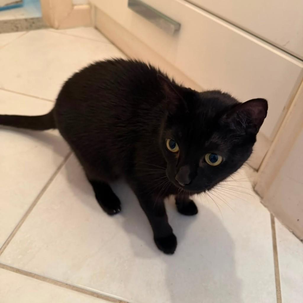 Tunico, gato de porte médio para adoção em Vila Velha - ES