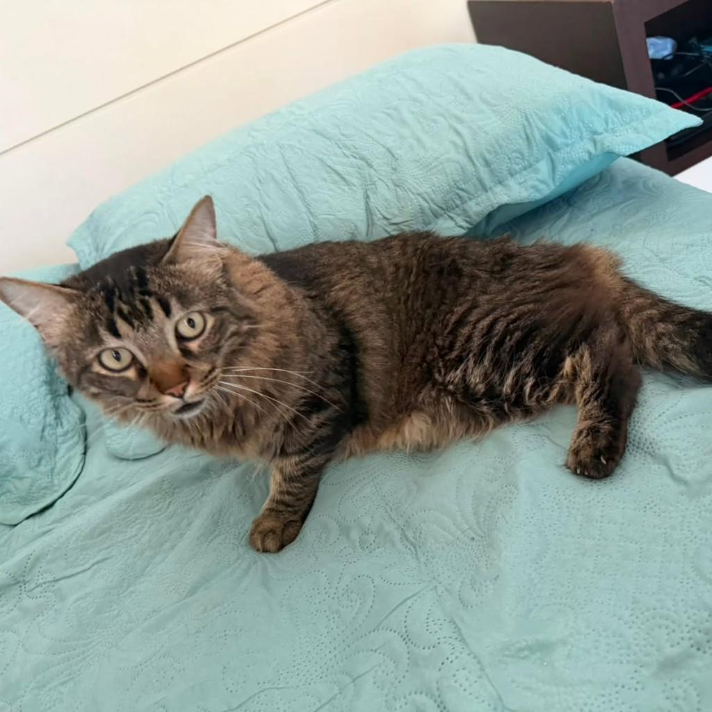 Clodoaldo, gato de porte médio para adoção em Vila Velha - ES