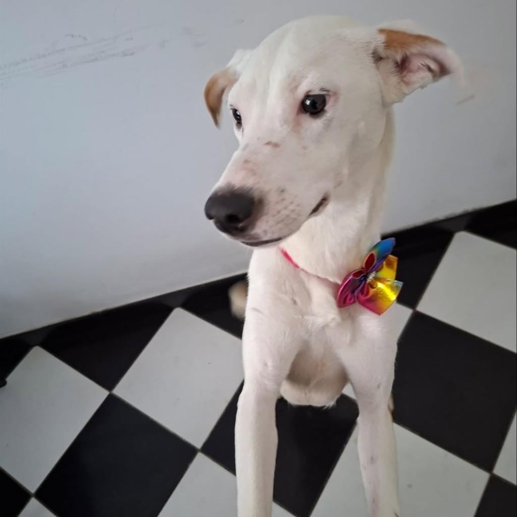 Bela, cachorro de porte pequeno para adoção em Vila Velha - ES