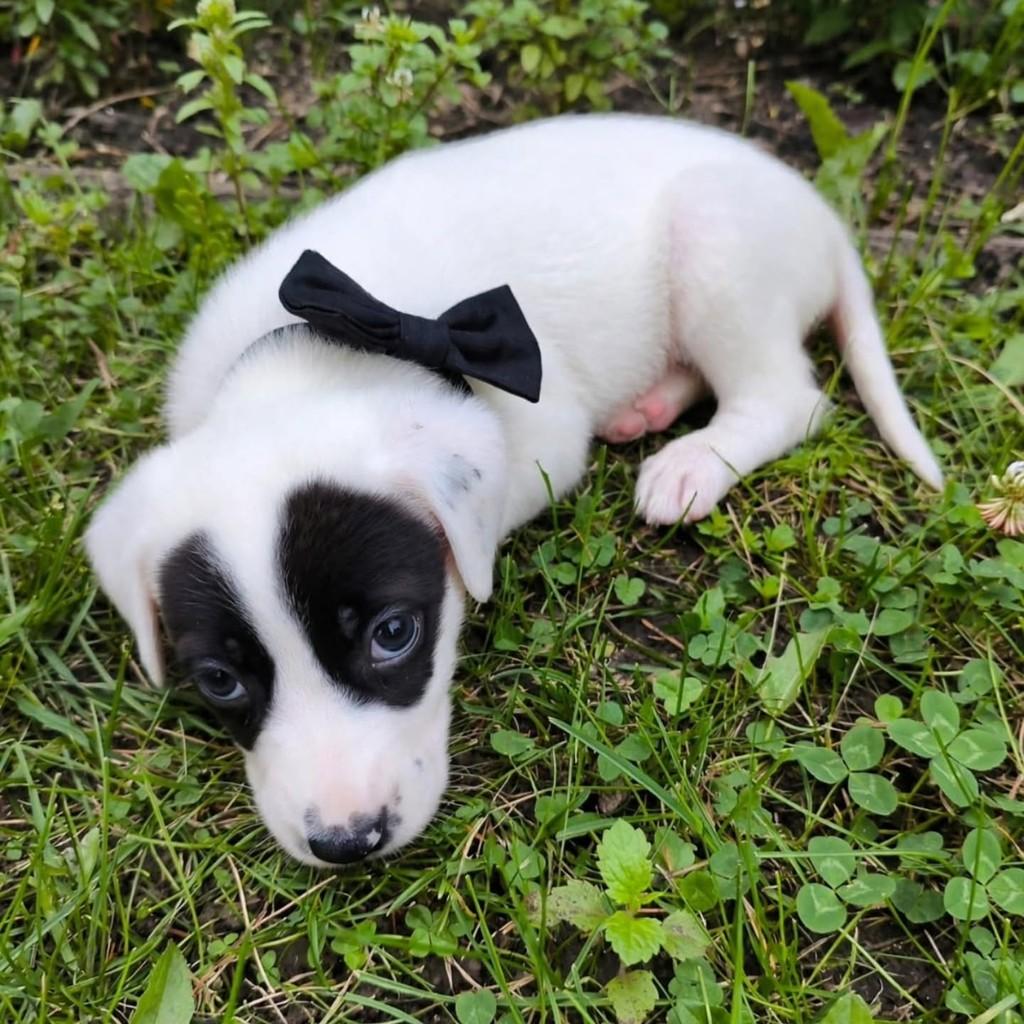 Latriel, cachorro de porte médio para adoção em Vila Velha - ES