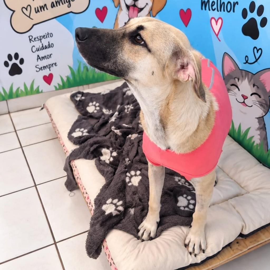 Nina, cadela de porte médio para adoção em Vila Velha - ES — foto 2 de 4