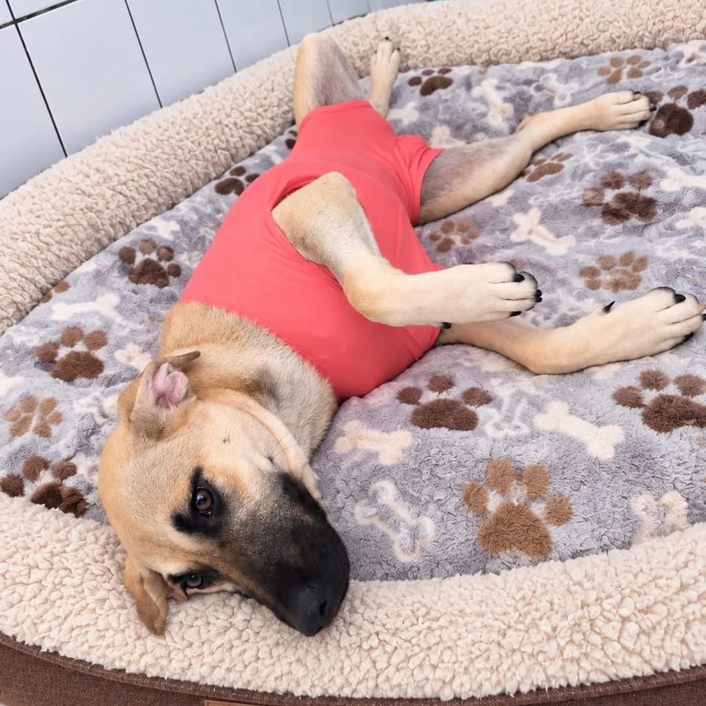 Nina, cadela de porte médio para adoção em Vila Velha - ES — foto 3 de 4