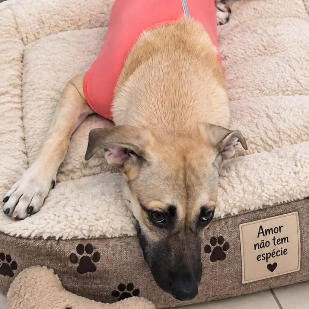 Nina, cadela de porte médio para adoção em Vila Velha - ES — foto 4 de 4