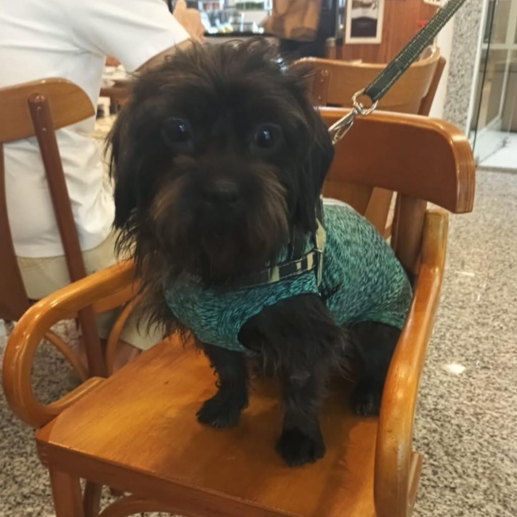Bolinha, cadela de porte pequeno para adoção em Vila Velha - ES
