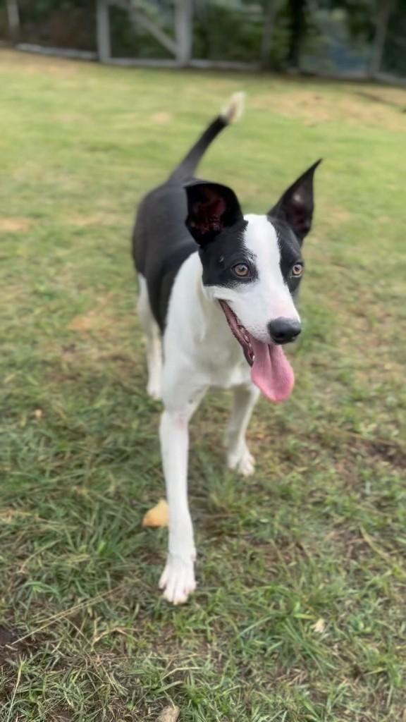 Logan, cachorro de porte médio para adoção em São José dos Campos - SP
