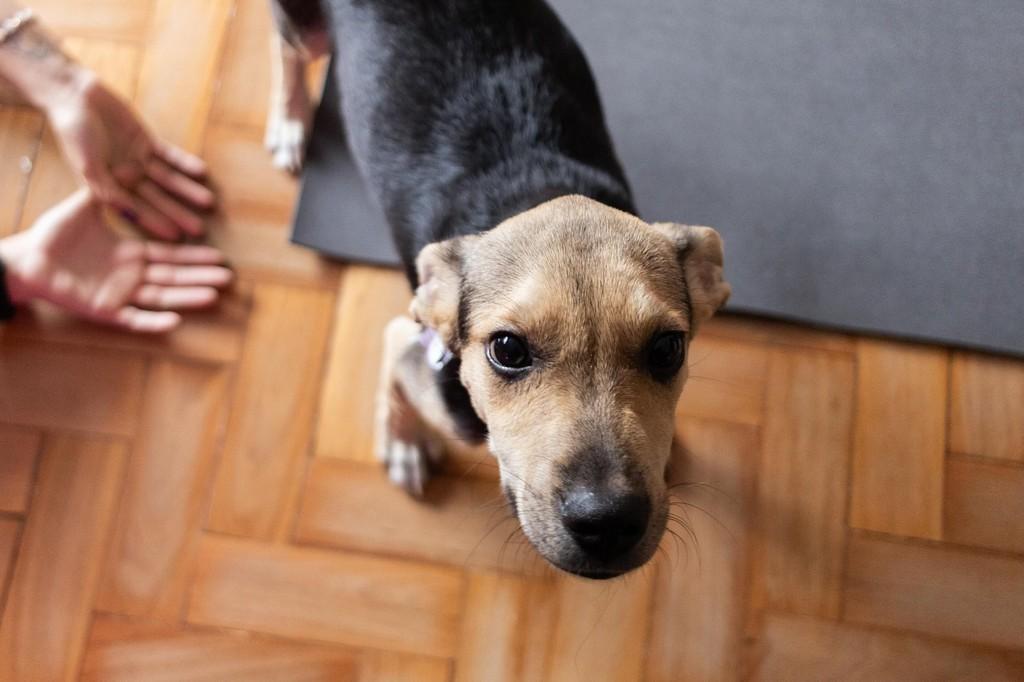 Luke, cachorro de porte médio para adoção em Volta Redonda - RJ