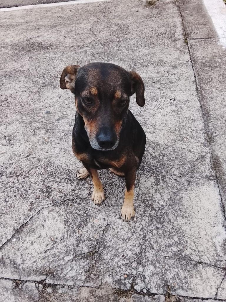 Pretinho, cachorro de porte médio para adoção em Barra Mansa - RJ