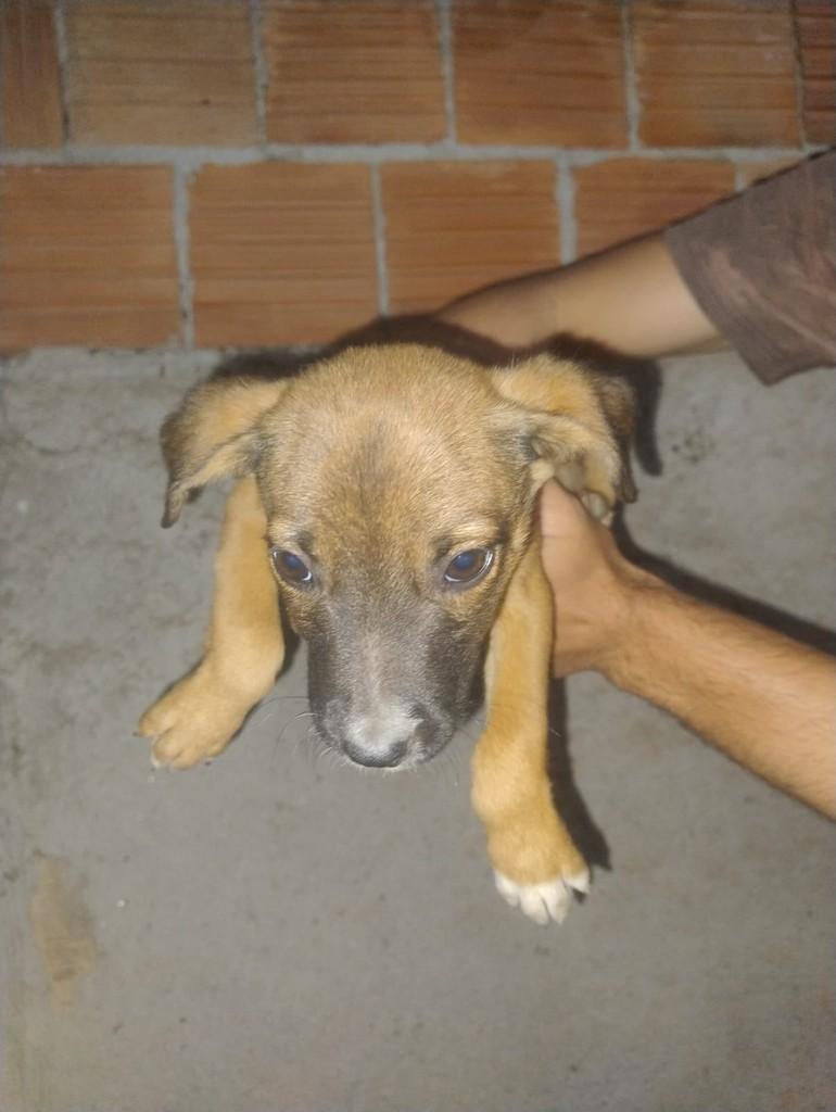 Capuccino, cachorro de porte pequeno para adoção em Barra Mansa - RJ