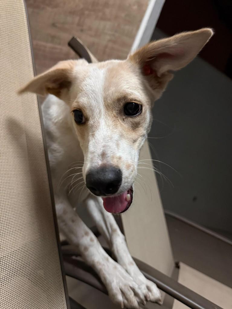 Malo, cachorro de porte médio para adoção em Barra Mansa - RJ
