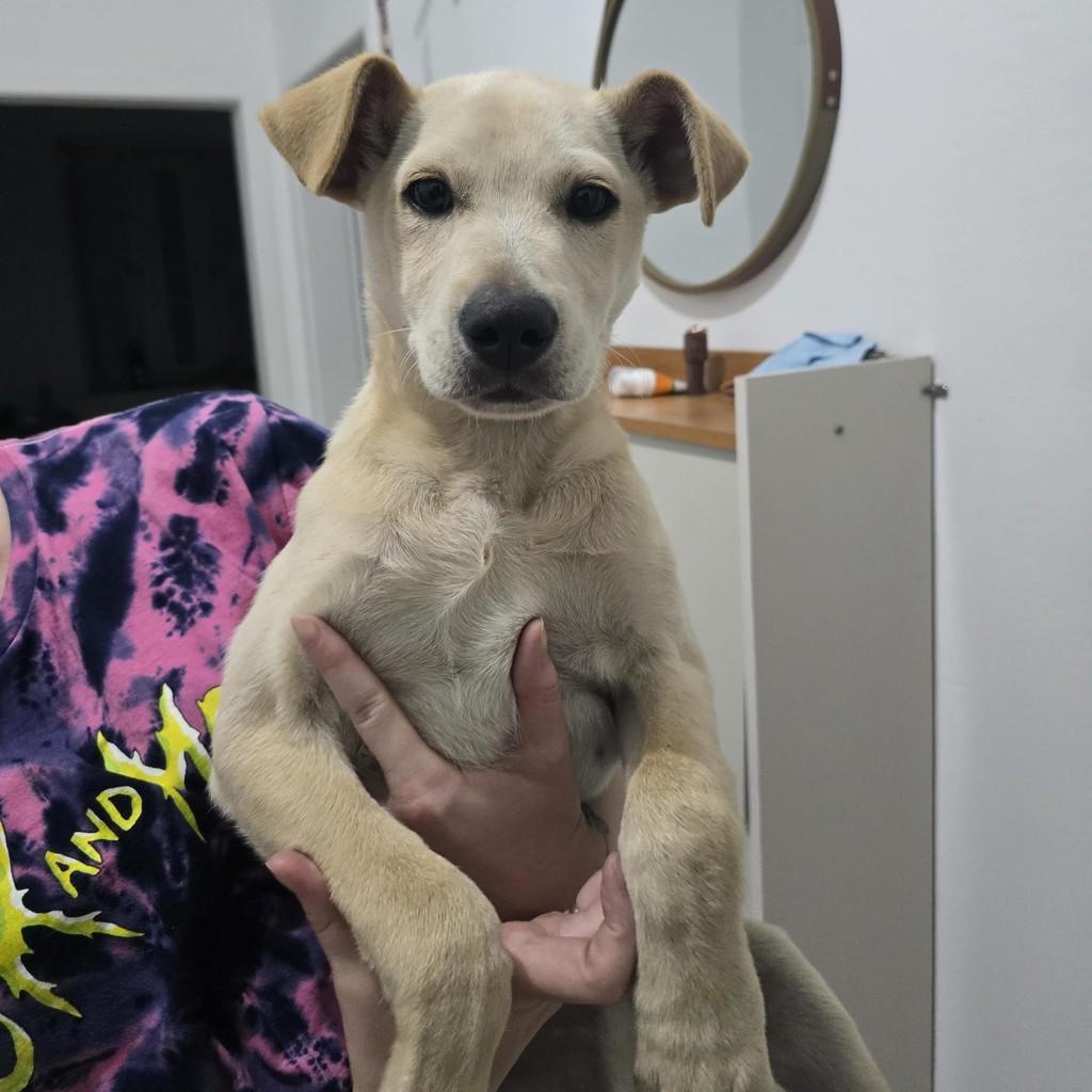 Haaland, cachorro de porte médio para adoção em Barra Mansa - RJ