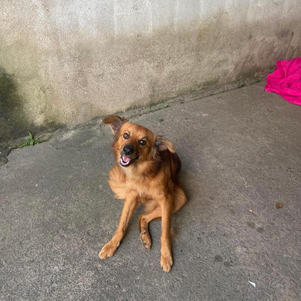 Marley, cachorro de porte médio para adoção em Barra Mansa - RJ