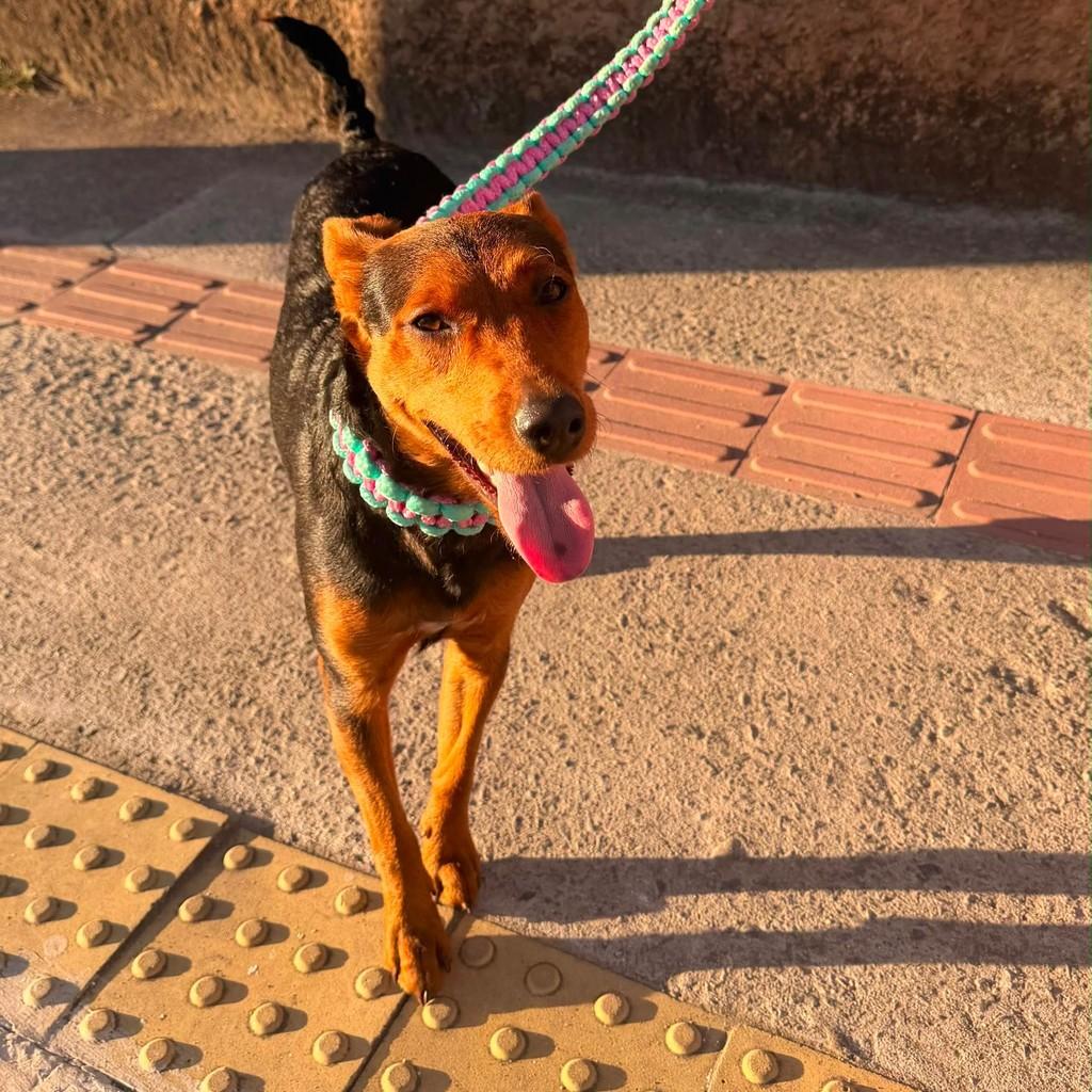 Leona, cadela de porte médio para adoção em Barra Mansa - RJ