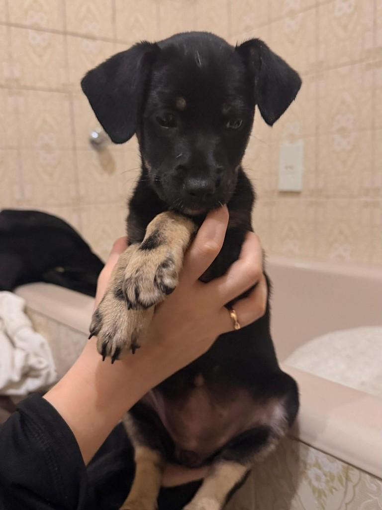 Roberta, cachorro de porte médio para adoção em Barra Mansa - RJ