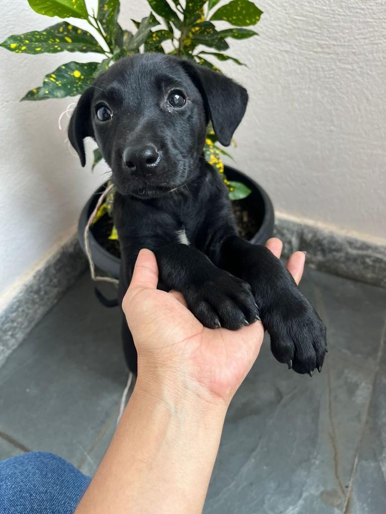 Filhotinha, cachorro de porte médio para adoção em Barra Mansa - RJ