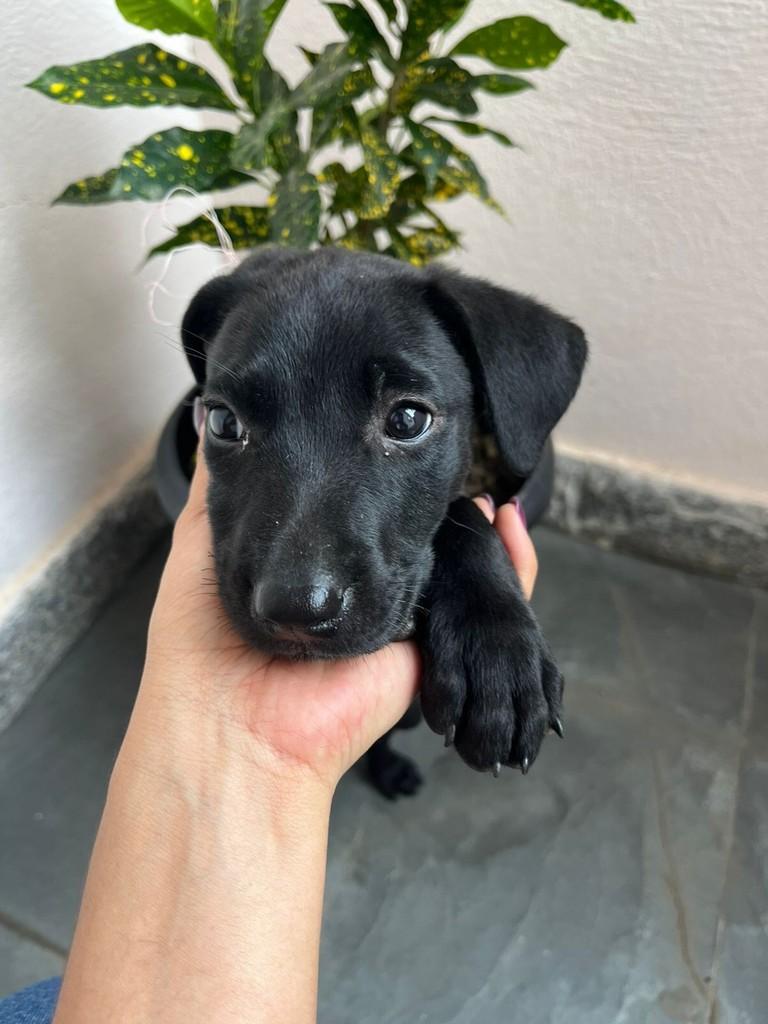 Filhotinha, cachorro de porte médio para adoção em Barra Mansa - RJ — foto 2 de 3