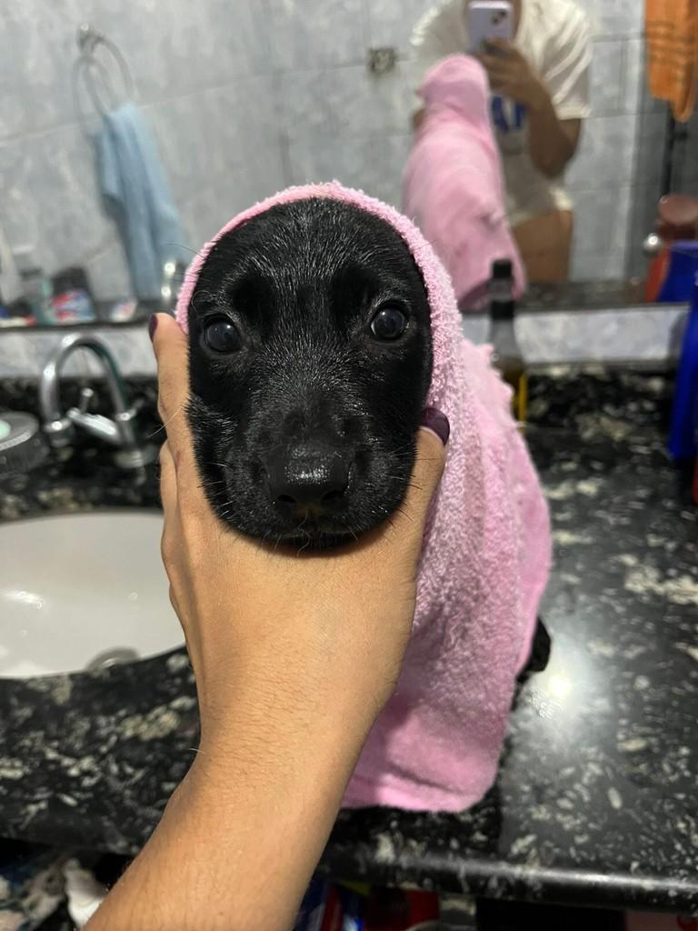 Filhotinha, cachorro de porte médio para adoção em Barra Mansa - RJ — foto 3 de 3