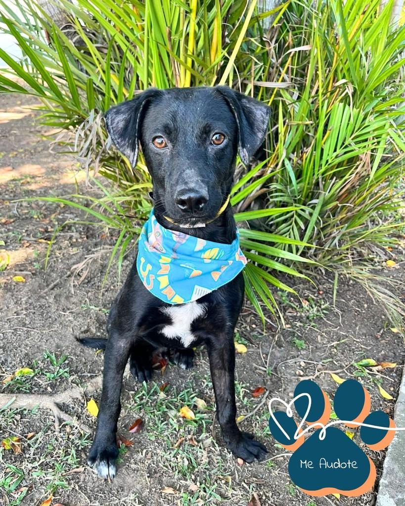 Dexter, cachorro de porte médio para adoção em Curitiba - PR