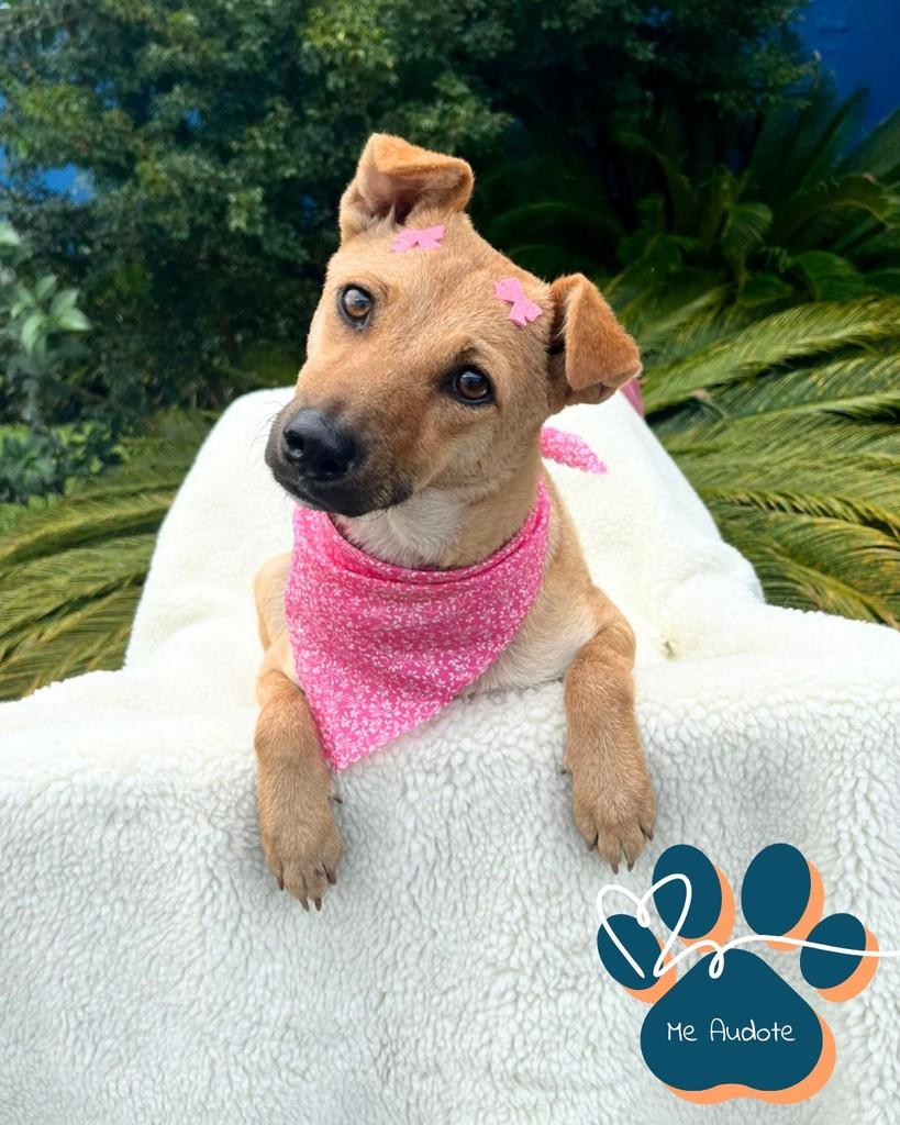 Alice, cachorro de porte médio para adoção em Curitiba - PR