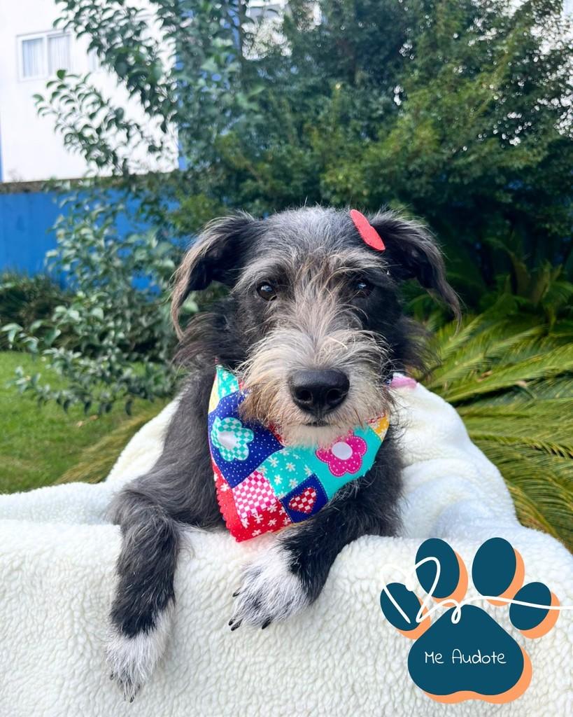 Dóris, cachorro de porte médio para adoção em Curitiba - PR